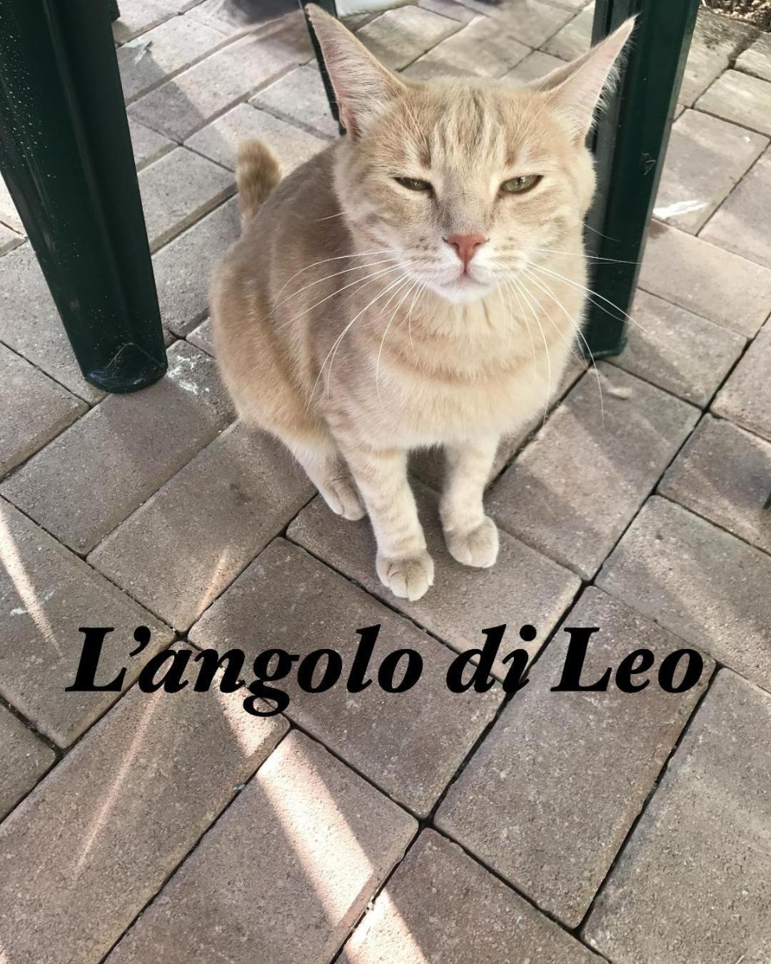 L'Angolo Di Leo Borgofranco d'Ivrea Bagian luar foto